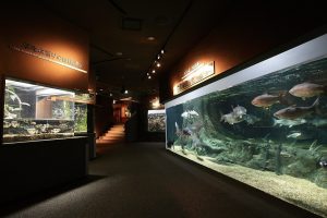 世界淡水魚園水族館　アクア・トトぎふ