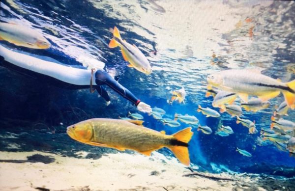 世界淡水魚園水族館　アクア・トトぎふ