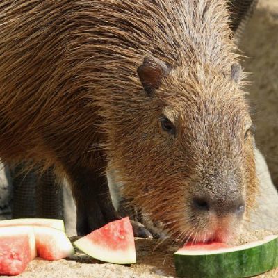 生き物たちに夏のおやつをプレゼント！（8/18まで開催）