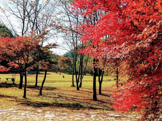 植物博士と歩く！ 秋の「植物観察会」