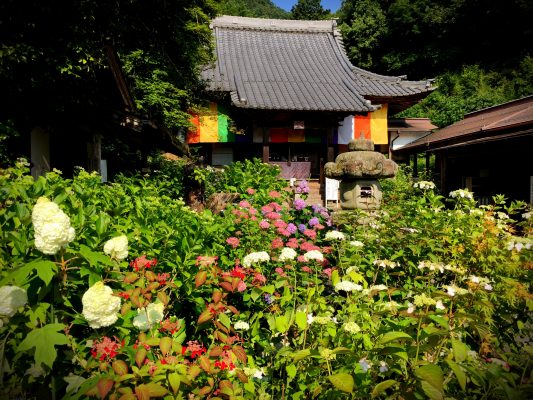 あじさいの山寺  三光寺