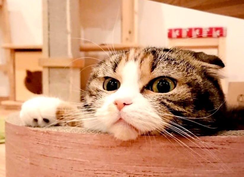 猫カフェ ごろーにゃ 岐阜市周辺の地元ツウが発信するローカル情報サイト Gifoo ギフー