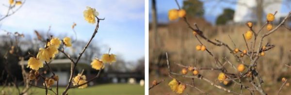 ソシンロウバイが咲き始めました～蝋細工のような花と、甘い香り～