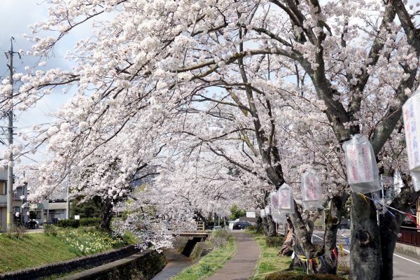 桜が満開！！