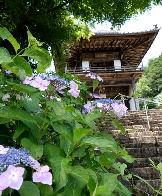 アジサイの山寺　境内を彩る１万株