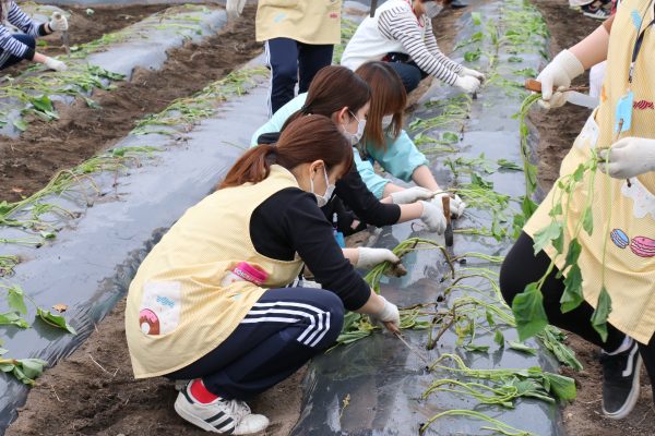 園児の喜ぶ顔を　１０００本のイモの苗植え