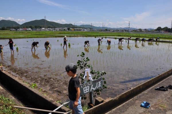 田んぼ体験に約１００人