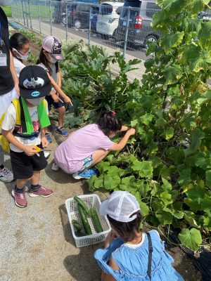 子ども館の夏野菜収穫