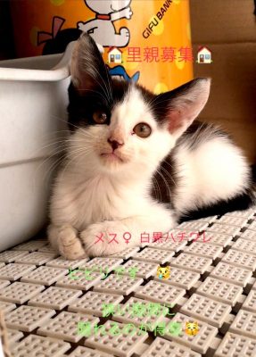 子猫の里親を募集しています