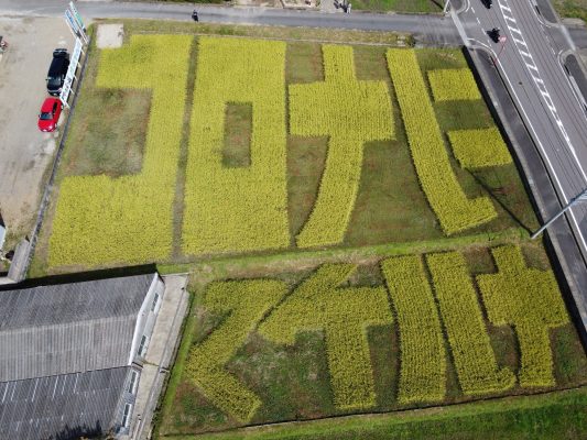 コロナに負けるな‼ 稲で力強いメッセージ