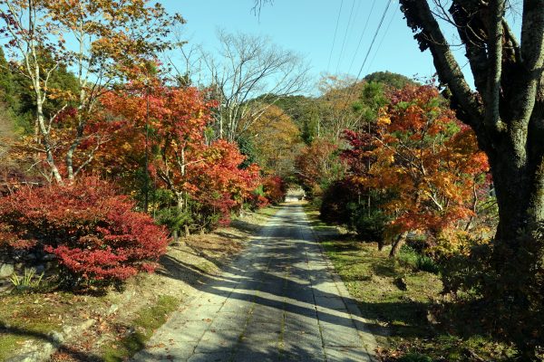 岐阜市北東部の紅葉の名所も見ごろに！