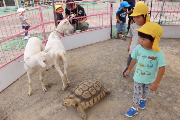 カメと歩いて乗馬も体験