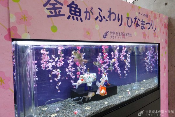 【テーマ水槽】金魚がふわり　ひなまつり