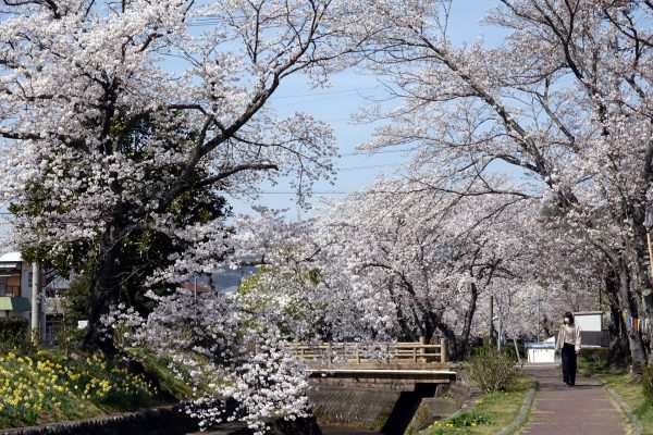 桜並木と春の妖精・カタクリの花