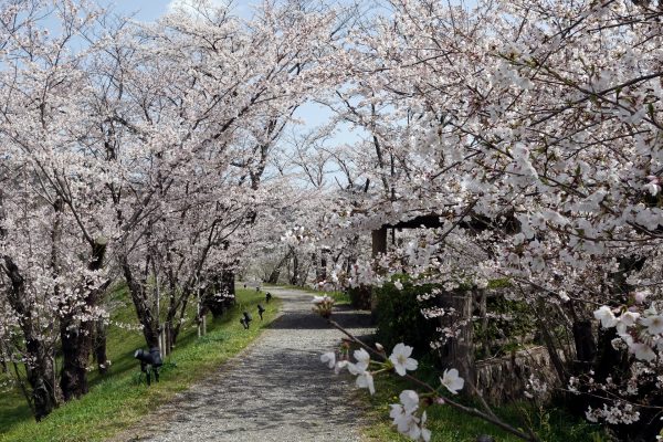 桜並木は満開！！