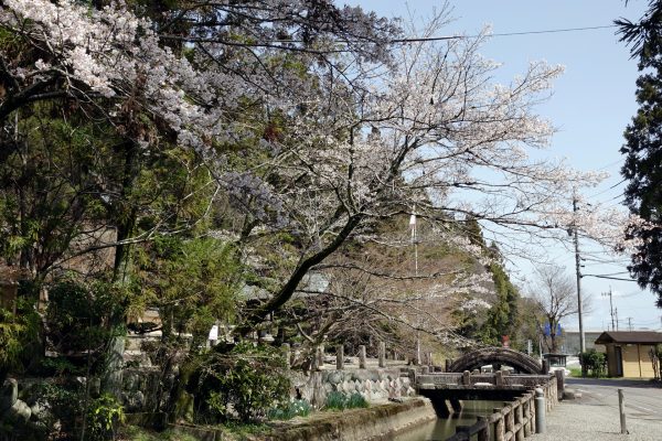 桜並木は満開！！