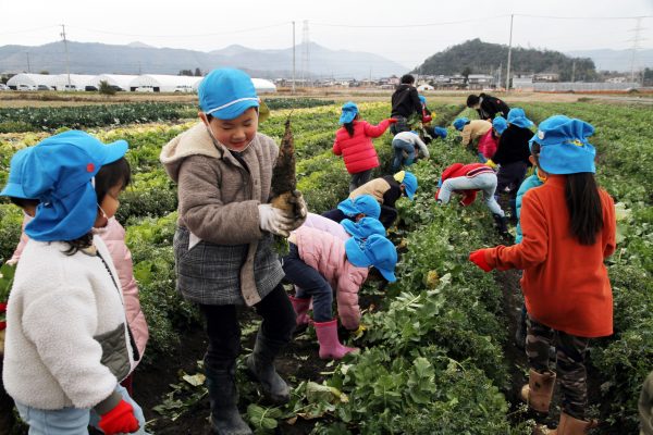 黒野子ども園児が野菜収穫体験