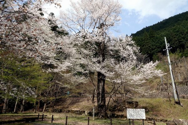 桜が満開　山県編