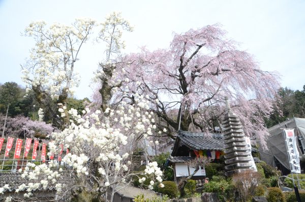 一足早く桜満開  林陽寺のしだれ桜