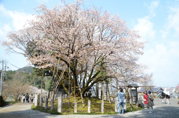 中将姫の願いを込めた誓願桜観桜会