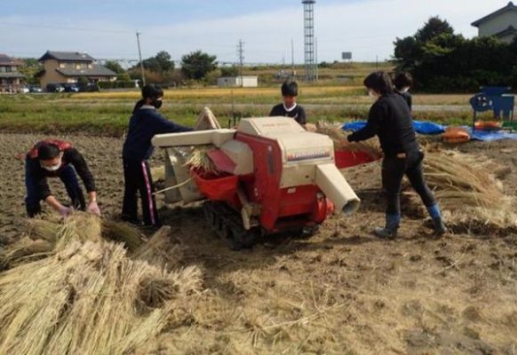 無農薬の米作り体験参加者募集