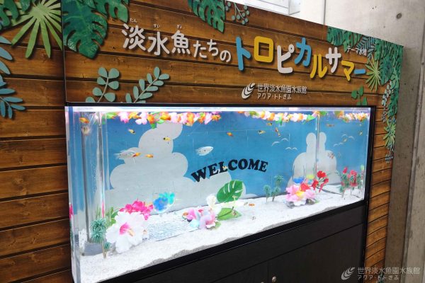 淡水魚たちのトロピカルサマー