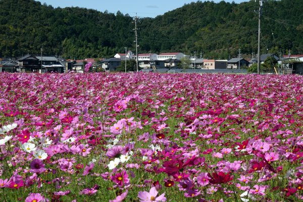 秋空のもと　見事に咲き誇るコスモス！！