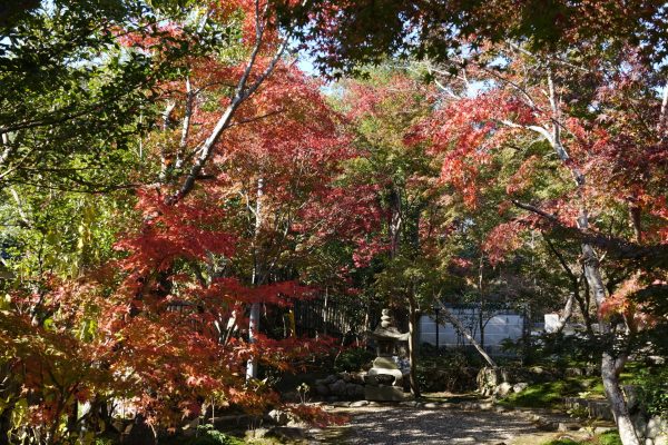 岐阜市の長良川北の紅葉情報②（１１月１７日）