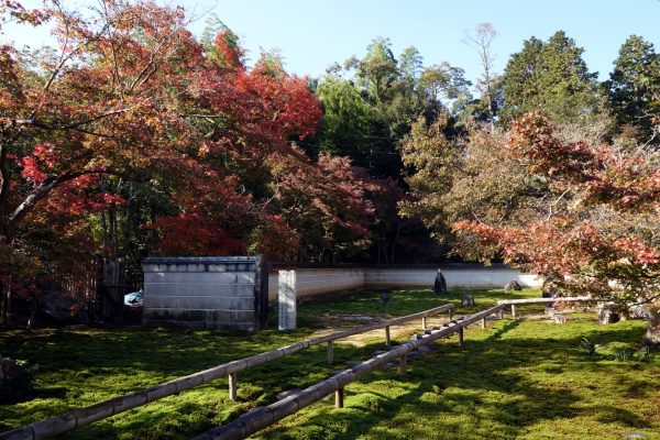 岐阜市の長良川北の紅葉情報（１１月２０日）