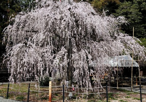 桜満開はまだ先のよう！！ 岐阜市の長良川以北の桜模様①