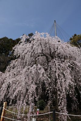 桜満開近し！！　岐阜市の長良川以北の桜模様②