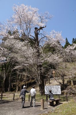 おなみ桜　ほぼ満開！！　山県市の乳児の森公園