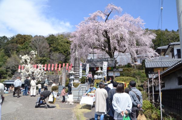 しだれ桜のもとでマルシェ開催