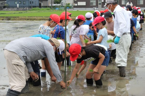 小学生が昔ながらの田植え体験