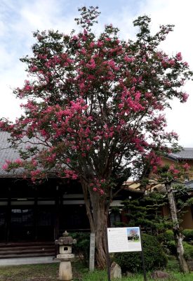 樹齢３００年のサルスベリが満開！！　岐阜・真性寺