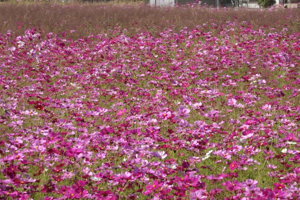 秋空の下　コスモスの花咲き誇る！！