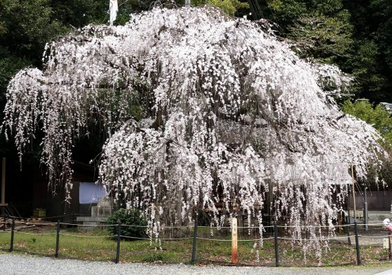 岐阜市北部の桜情報　①