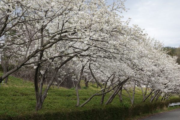 岐阜市北部の桜情報　②