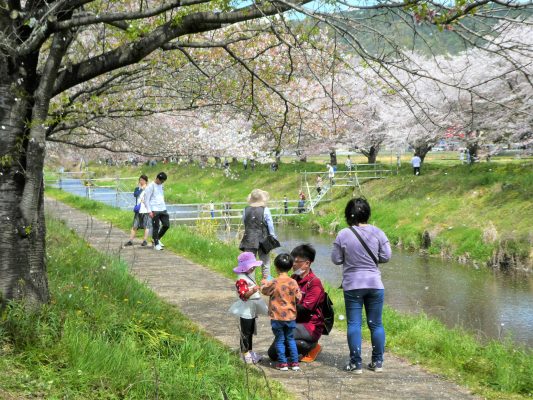 西郷 板屋川桜まつり開催