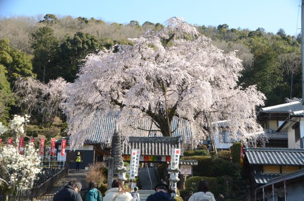 お寺でマルシェと音楽コンサート