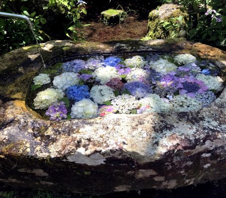 彩り鮮やかなあじさい祭りにぎわう　山県・三光寺