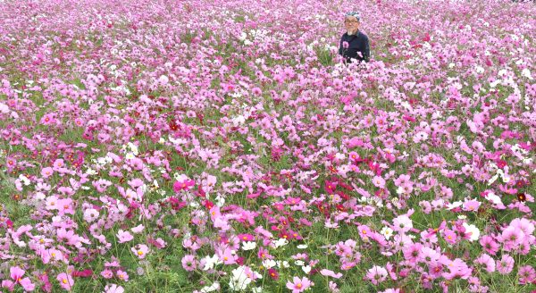 今年は大輪の花‼　コスモス満開