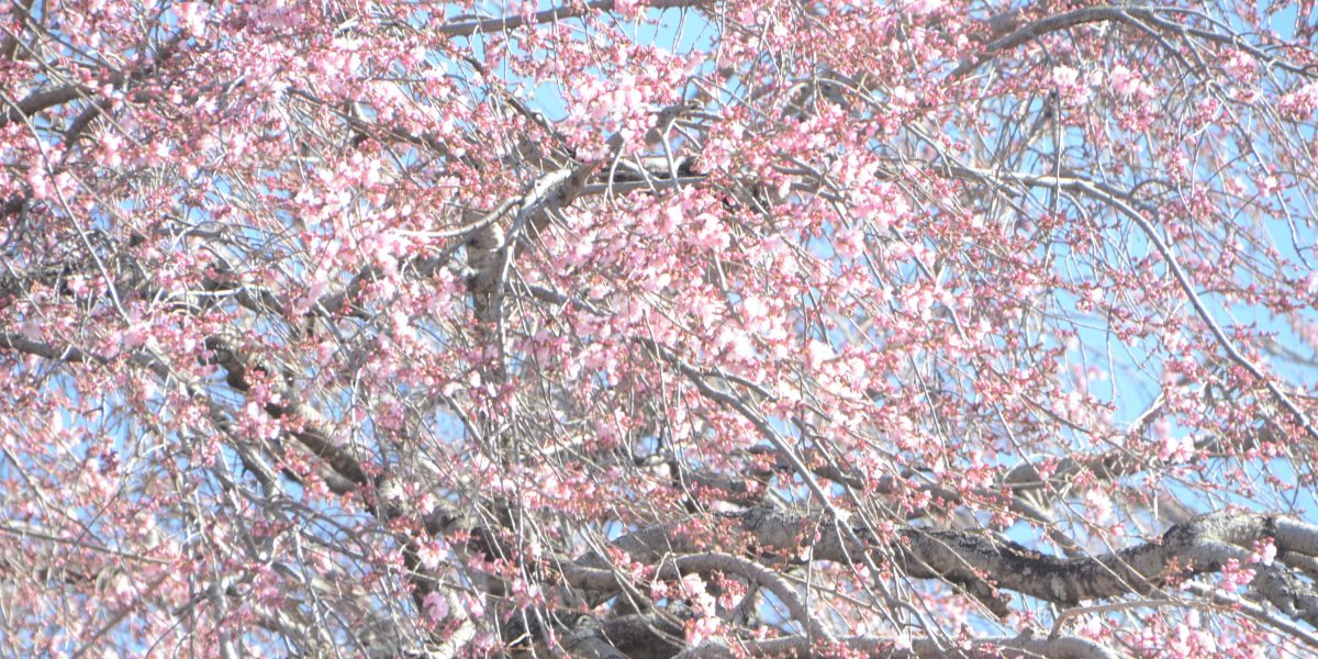 満開直前のしだれ桜のもとで音楽とマルシェ リードイメージ