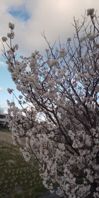 岐阜市中南エリアでも桜開花！