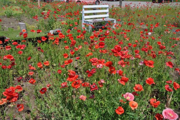 赤いポピーの花咲き誇る　鵜沼のかいご処あい