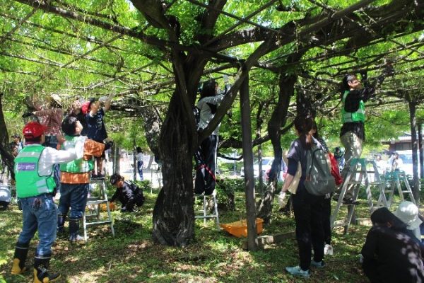 樹齢300年の藤の花を守り育てる