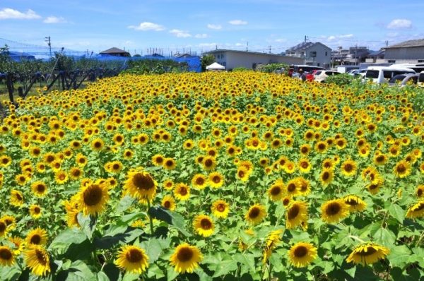 ヒマワリ満開‼８千本超　鵜沼かいご処あい