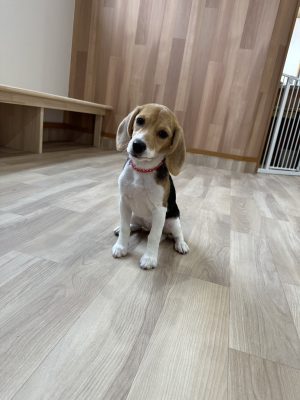 BEAGLE CAFE RAPPY(ビーグルカフェ　ラッピー)