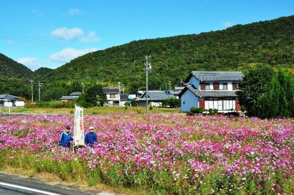 休耕田や畑がコスモスでいっぱい