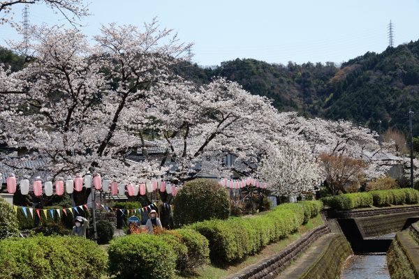 【桜情報2025】長良川北部でも桜が満開に！！ 末洞川の桜並木（岐阜市三田洞東）